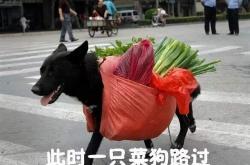 开云APP-关于江西猴子遭遇惨败，排名近乎垫底的信息